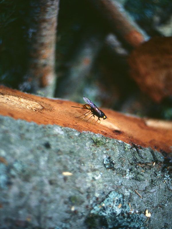 Urocerus gigas